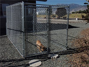 Dog Kennel 1